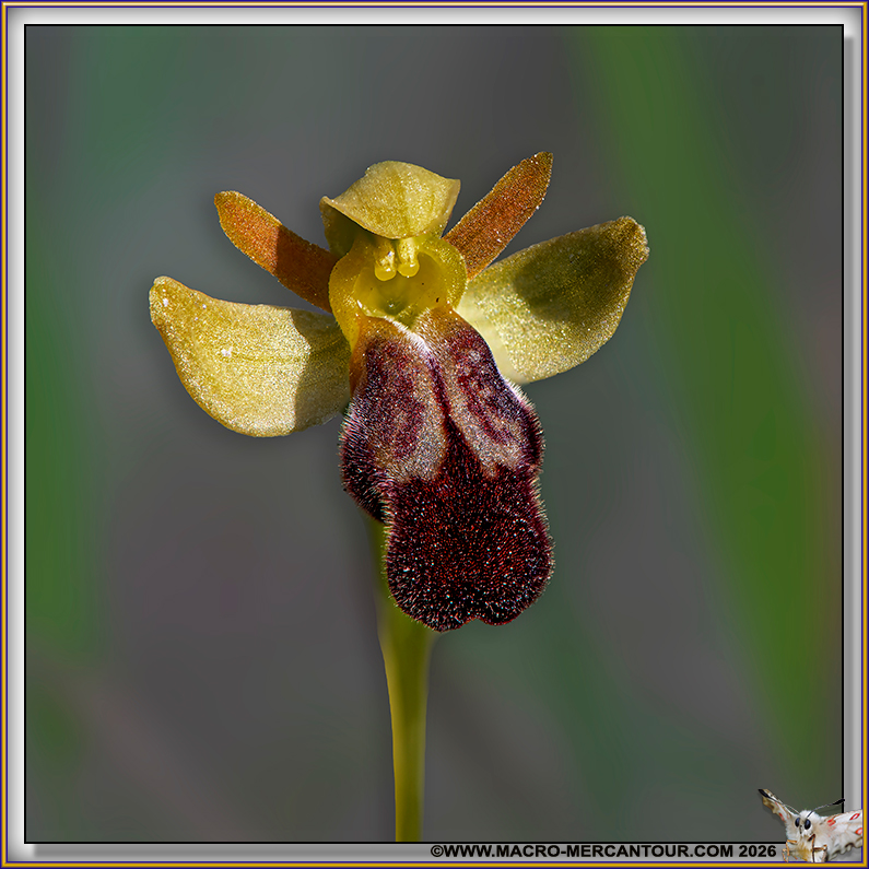 Ophrys brun